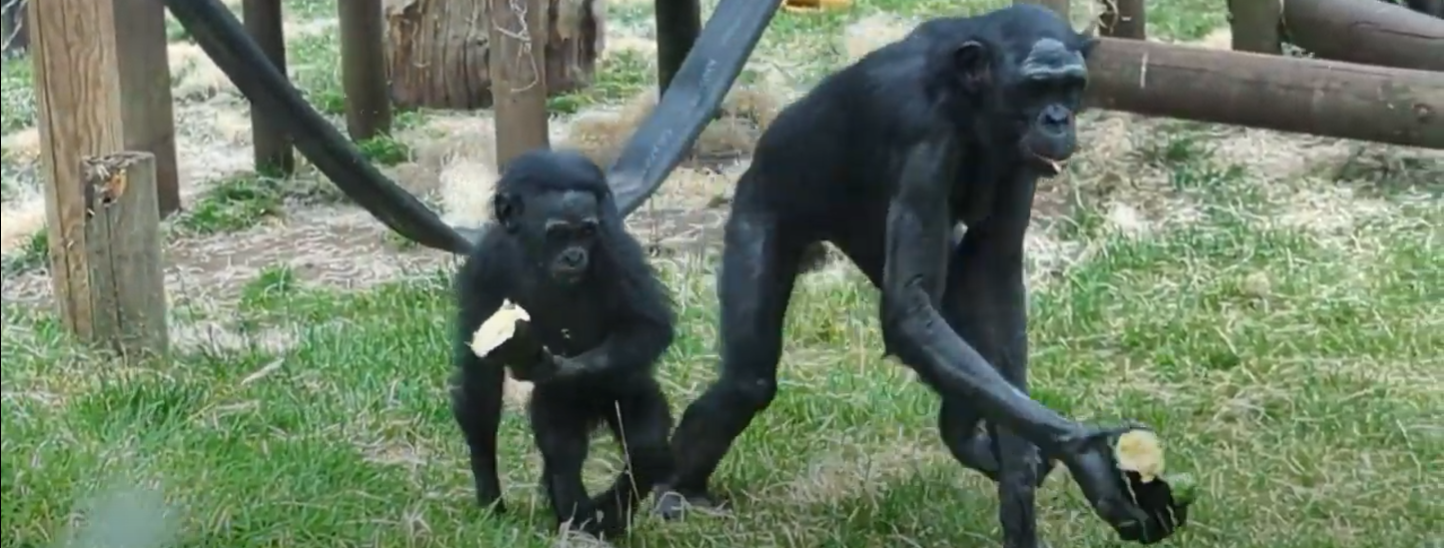 bonobos