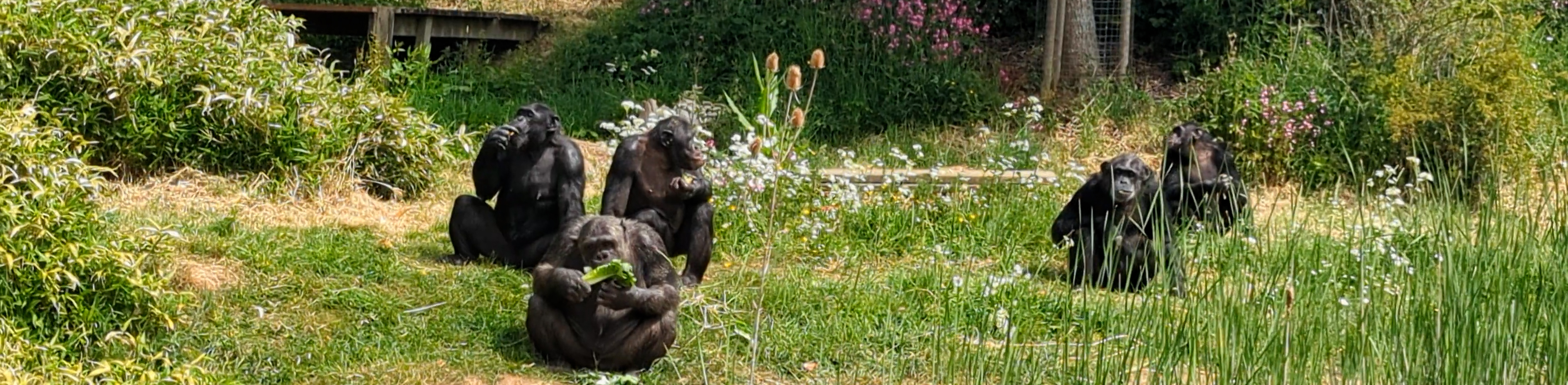 Chimpanzees
