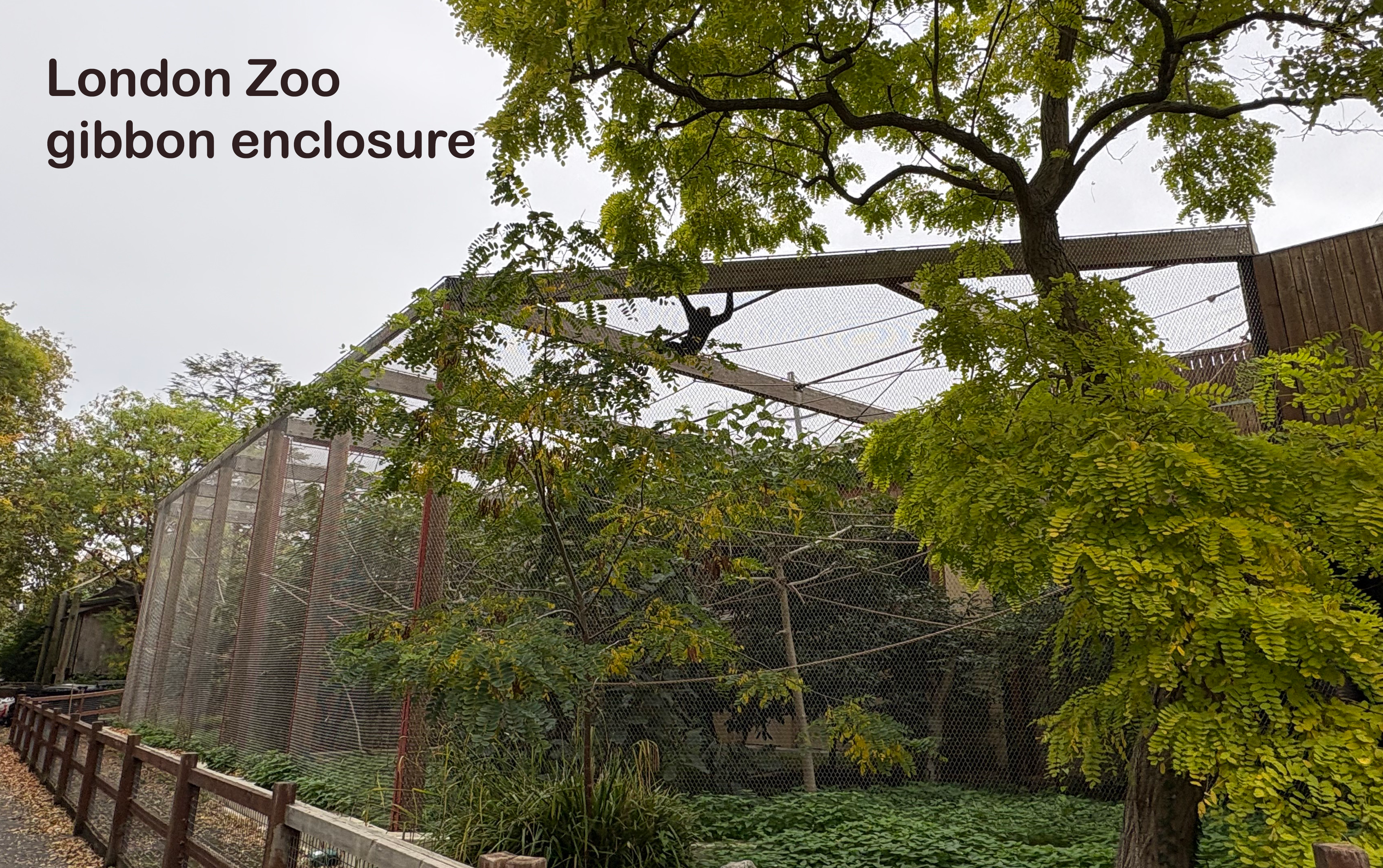 London Zoo gibbon enclosure.