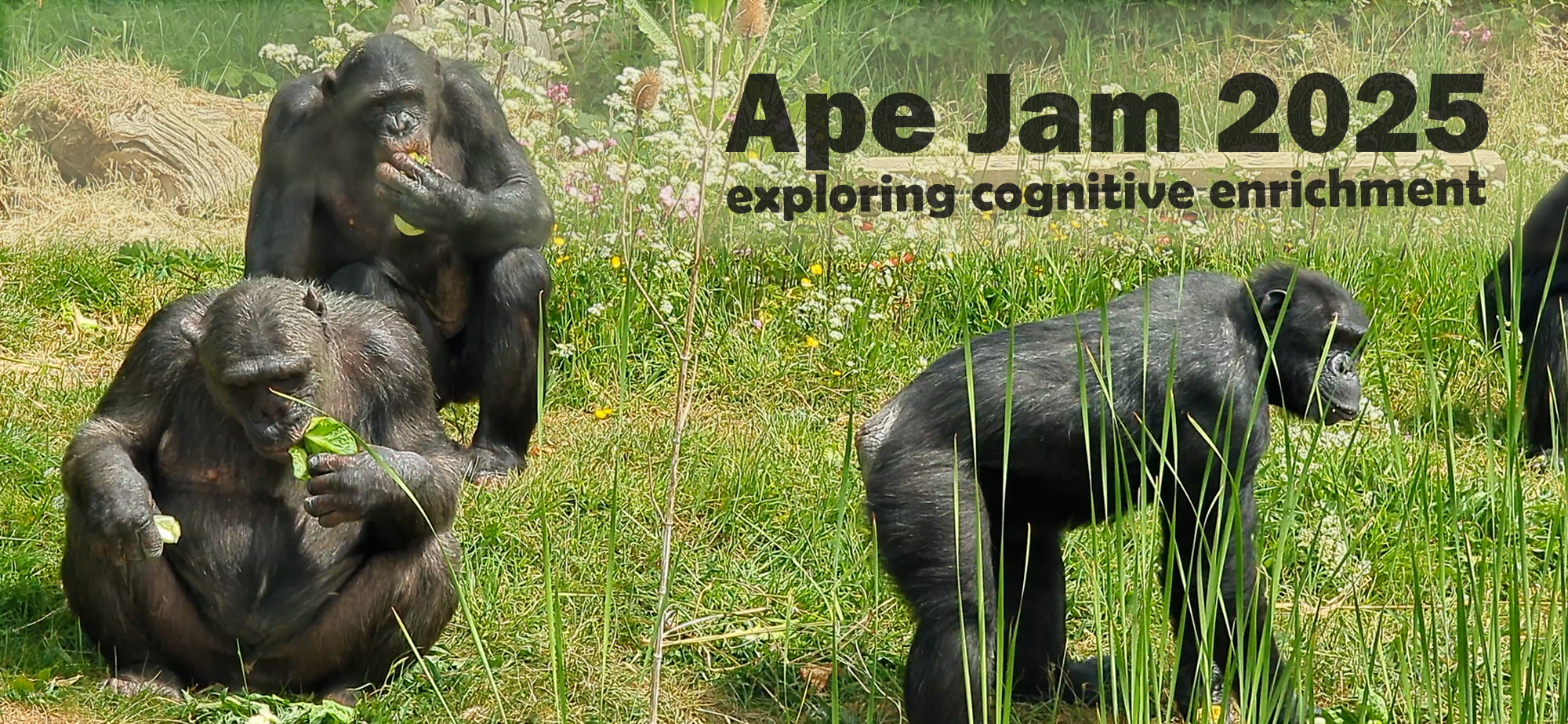 Chimpanzees