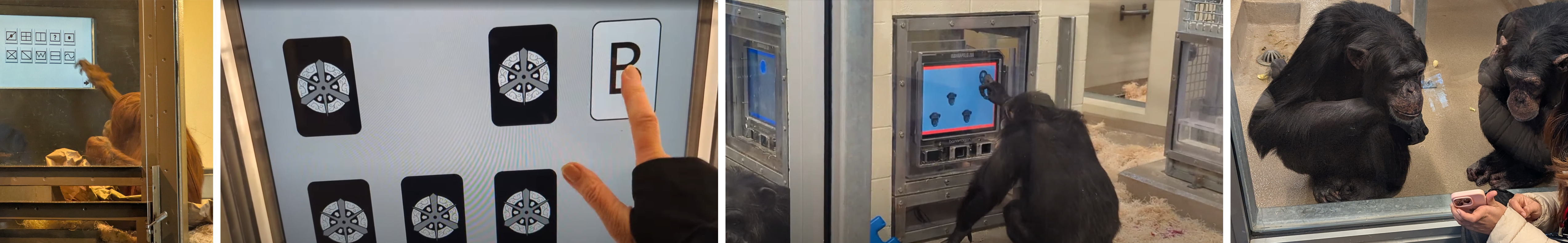 Details_chimps_illustration