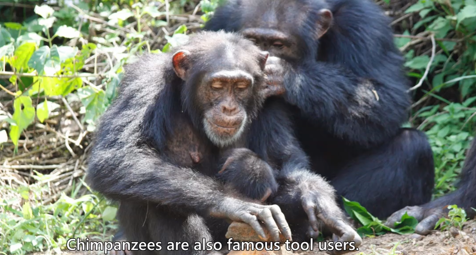 Mother and baby using a stick for feeding.