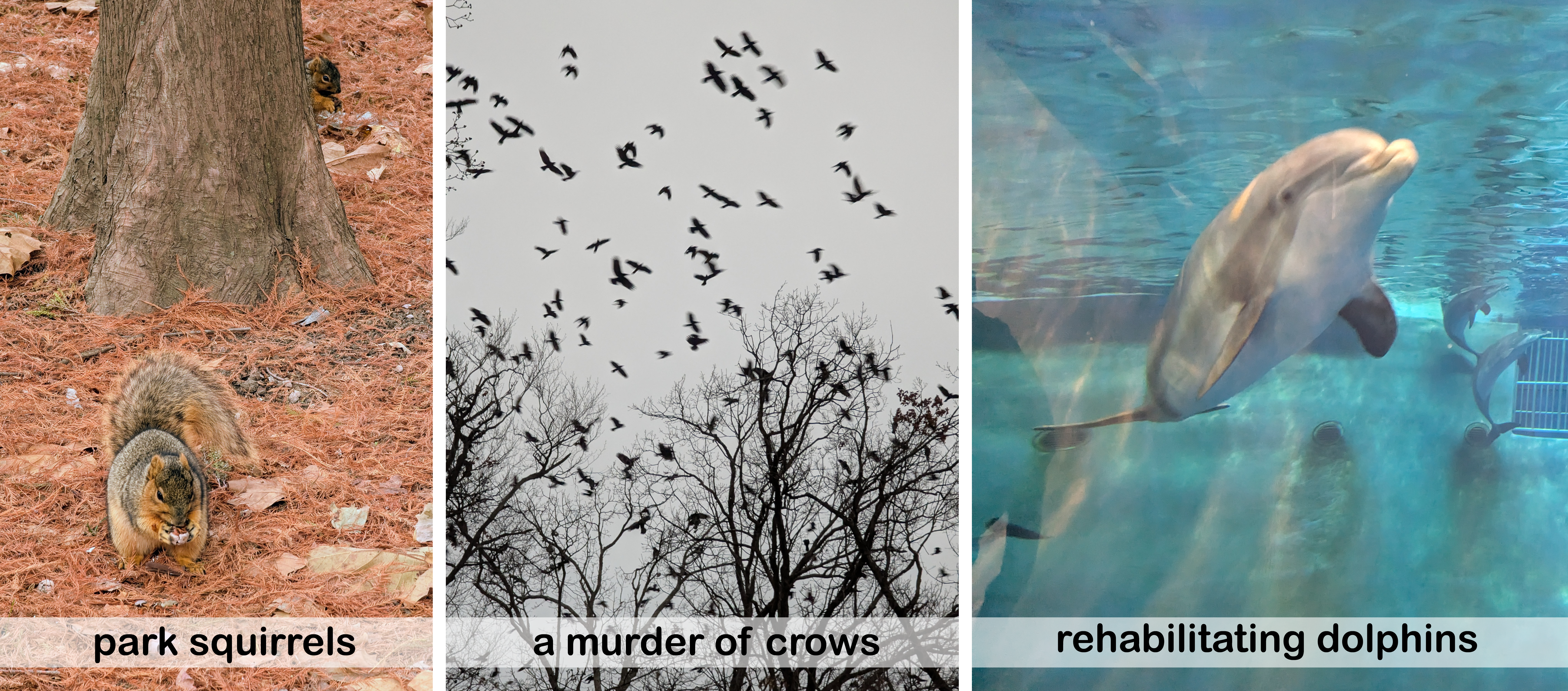 Wild and managed animals.