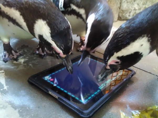 penguins peck ipad