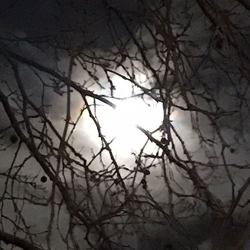Moon Jam 2023 moon in tree